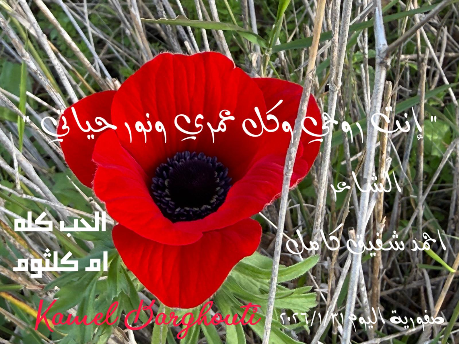 حب وحنين – اقتباس 360