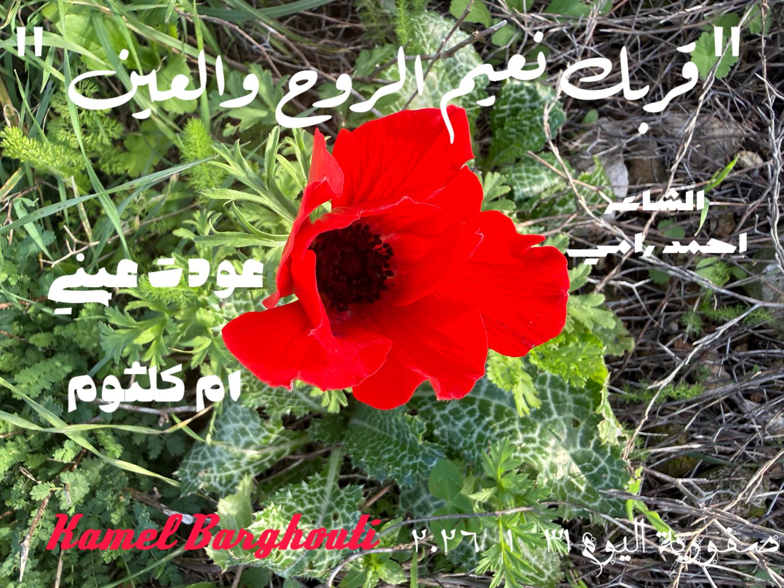 حب وحنين – اقتباس 337