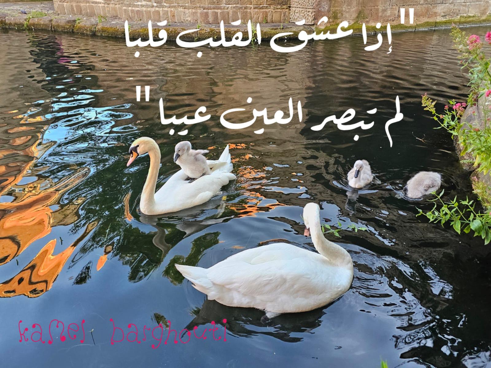 حب وحنين – اقتباس 332