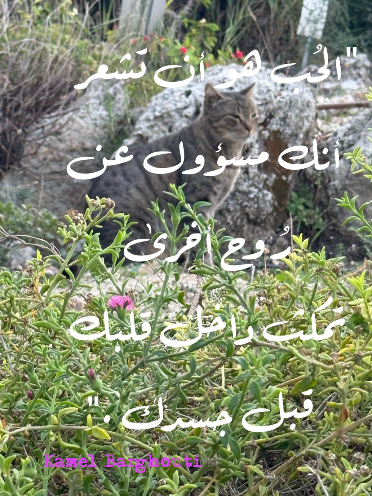 حب وحنين – اقتباس 345