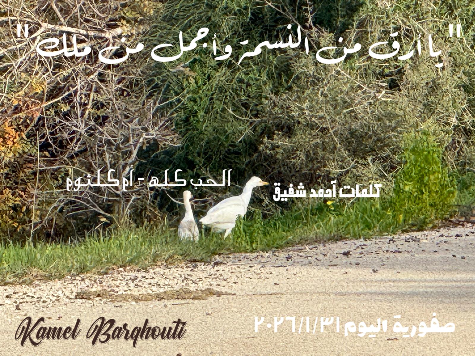 حب وحنين – اقتباس 296