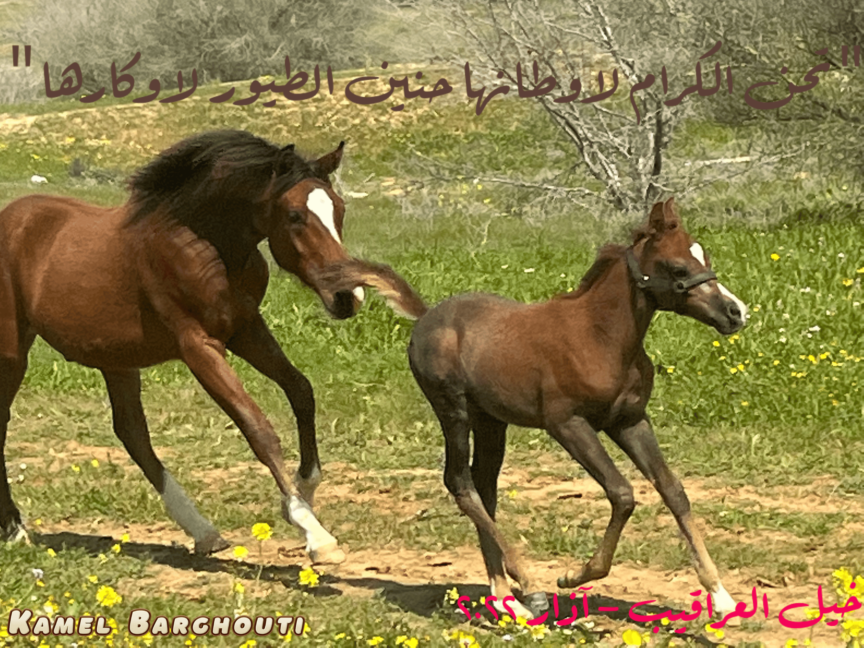 وطن – اقتباس 12