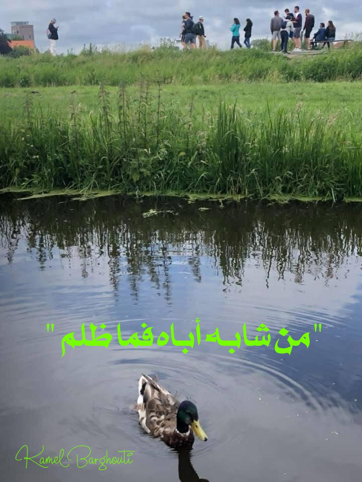 أمثال محلية – اقتباس 81