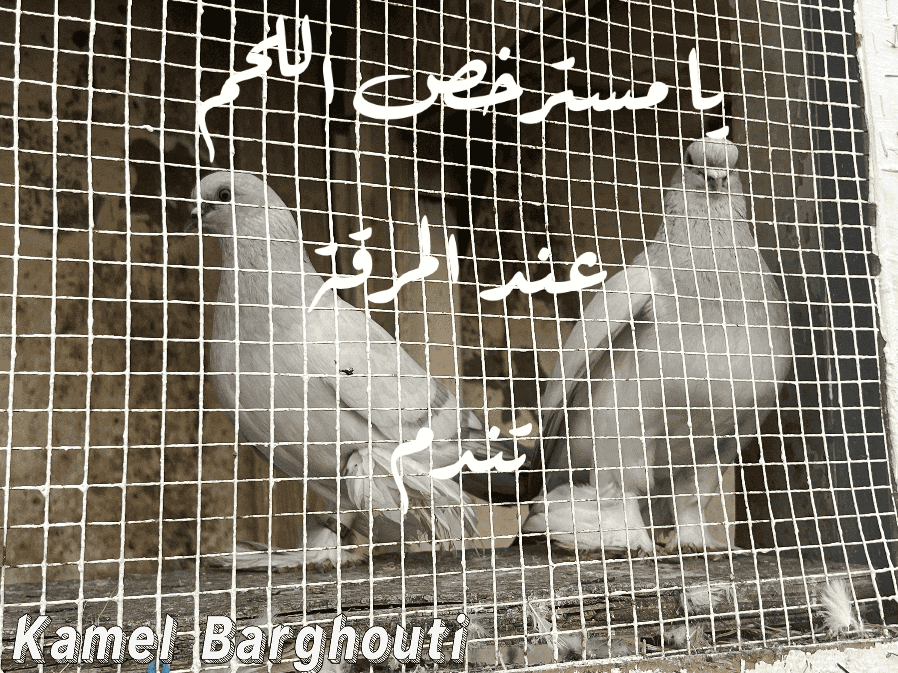 أمثال محلية – اقتباس 71