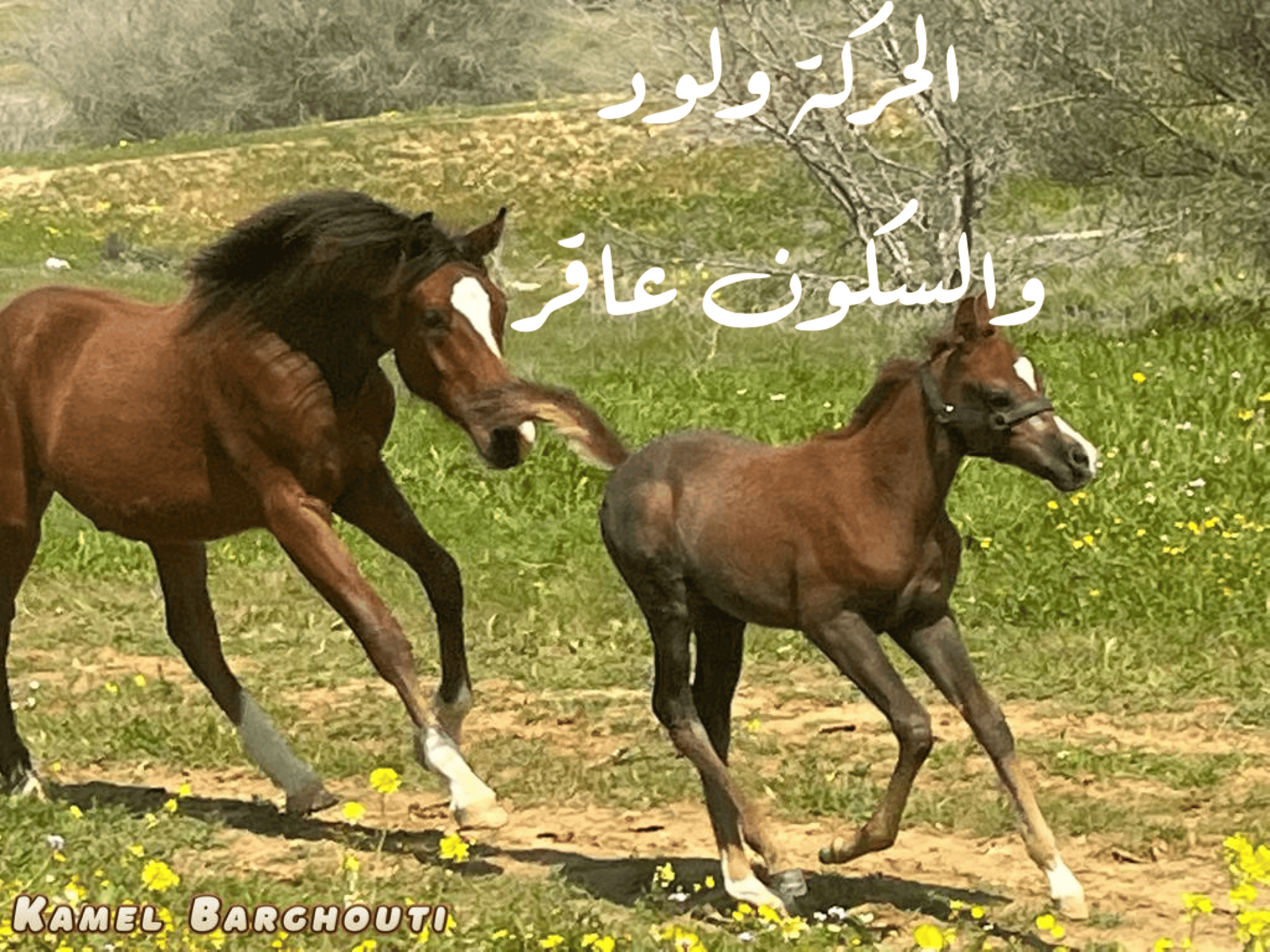 أمثال محلية – اقتباس 42