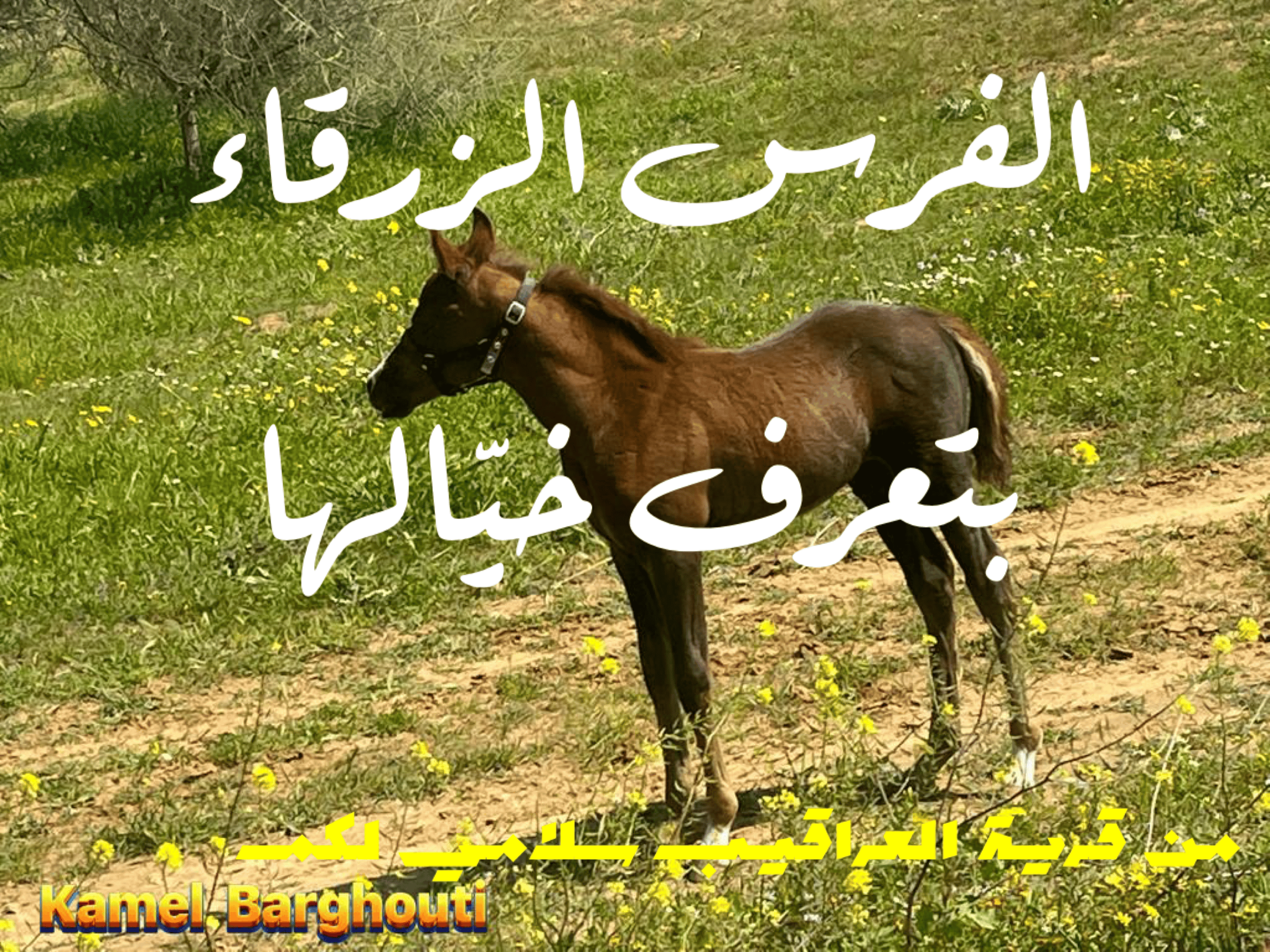 أمثال محلية – اقتباس 28