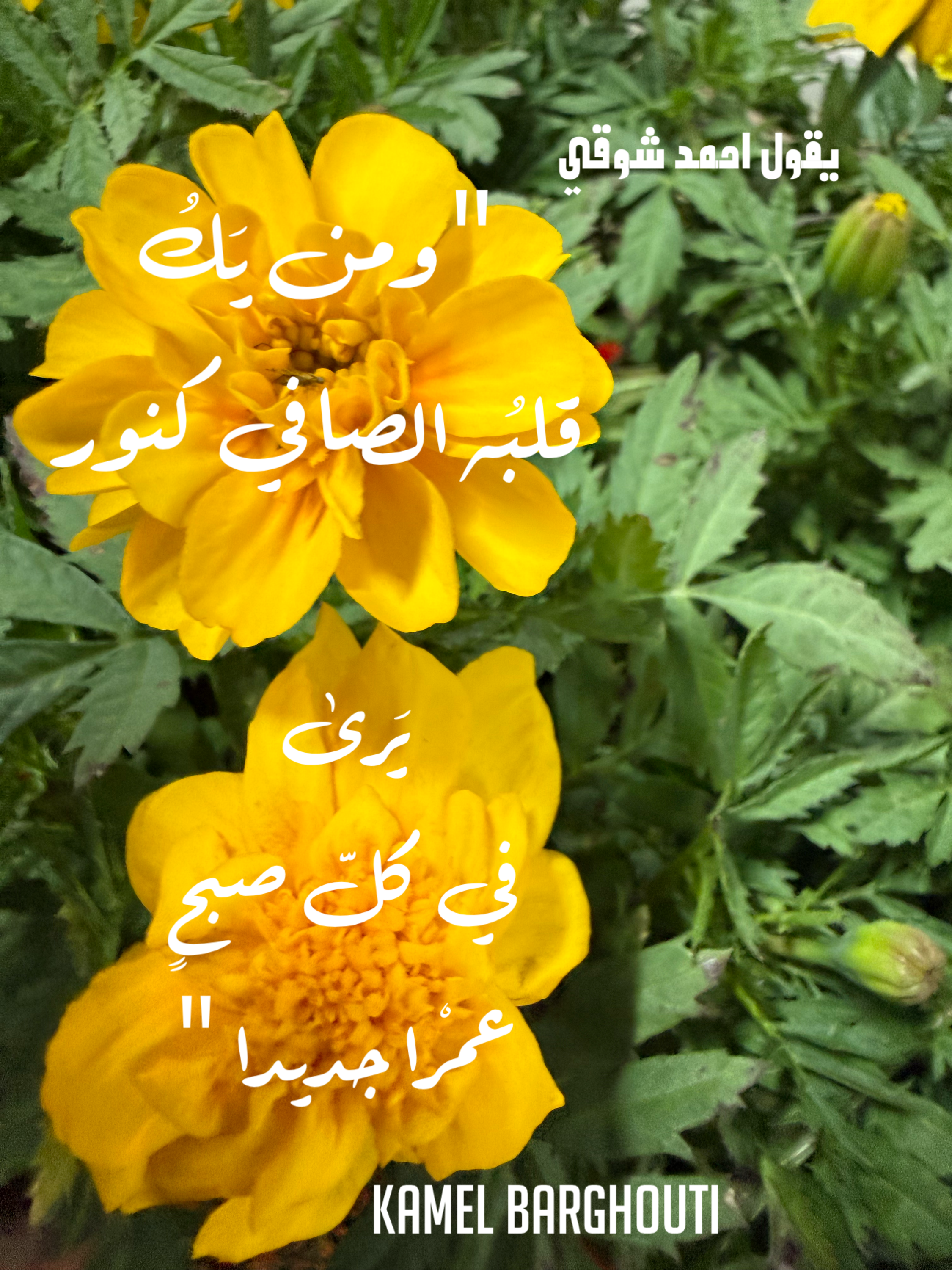 العزيمة والإصرار والثقة بالنفس – اقتباس 5