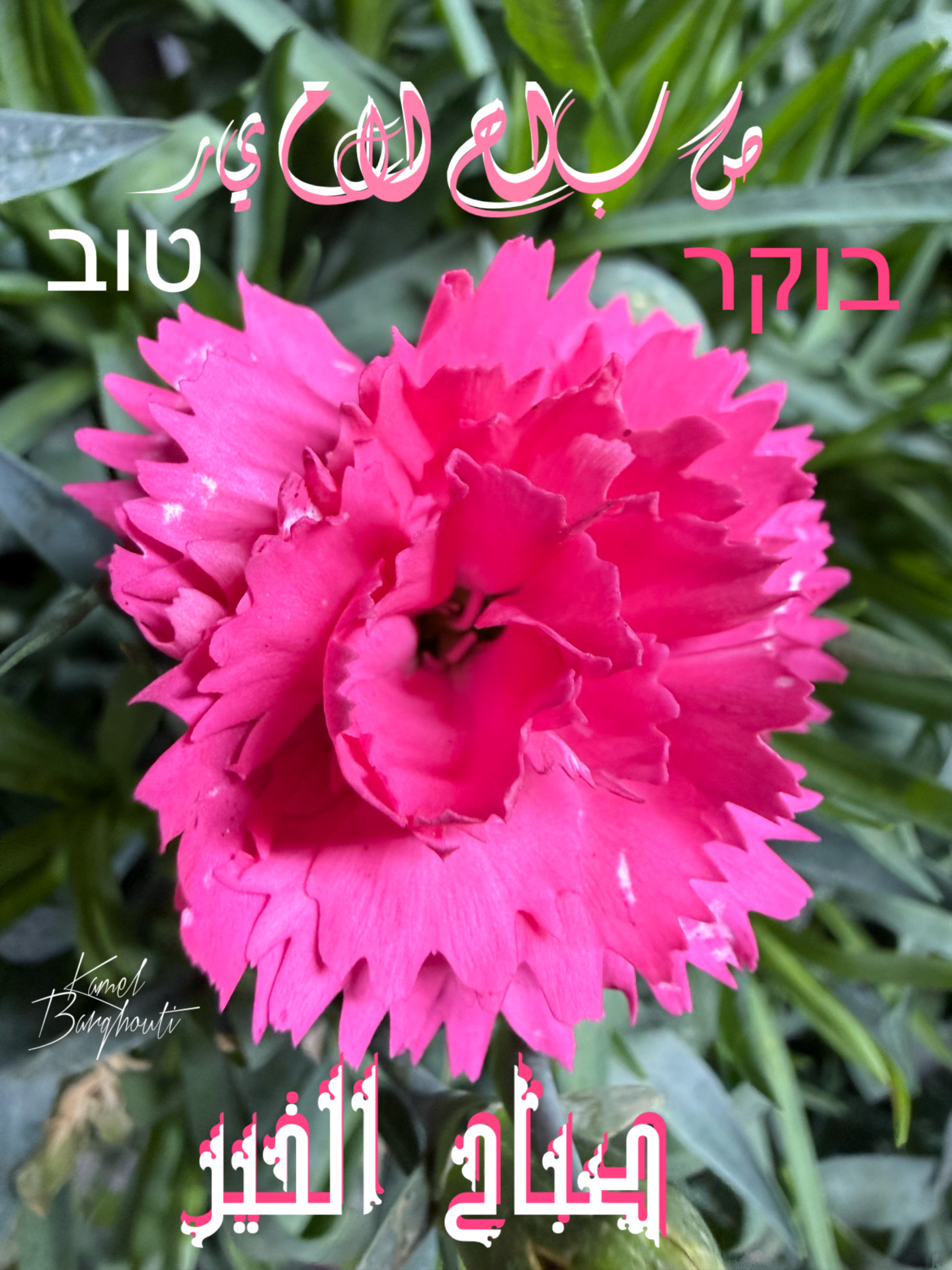 العبرية والأنجليزية – اقتباس 2
