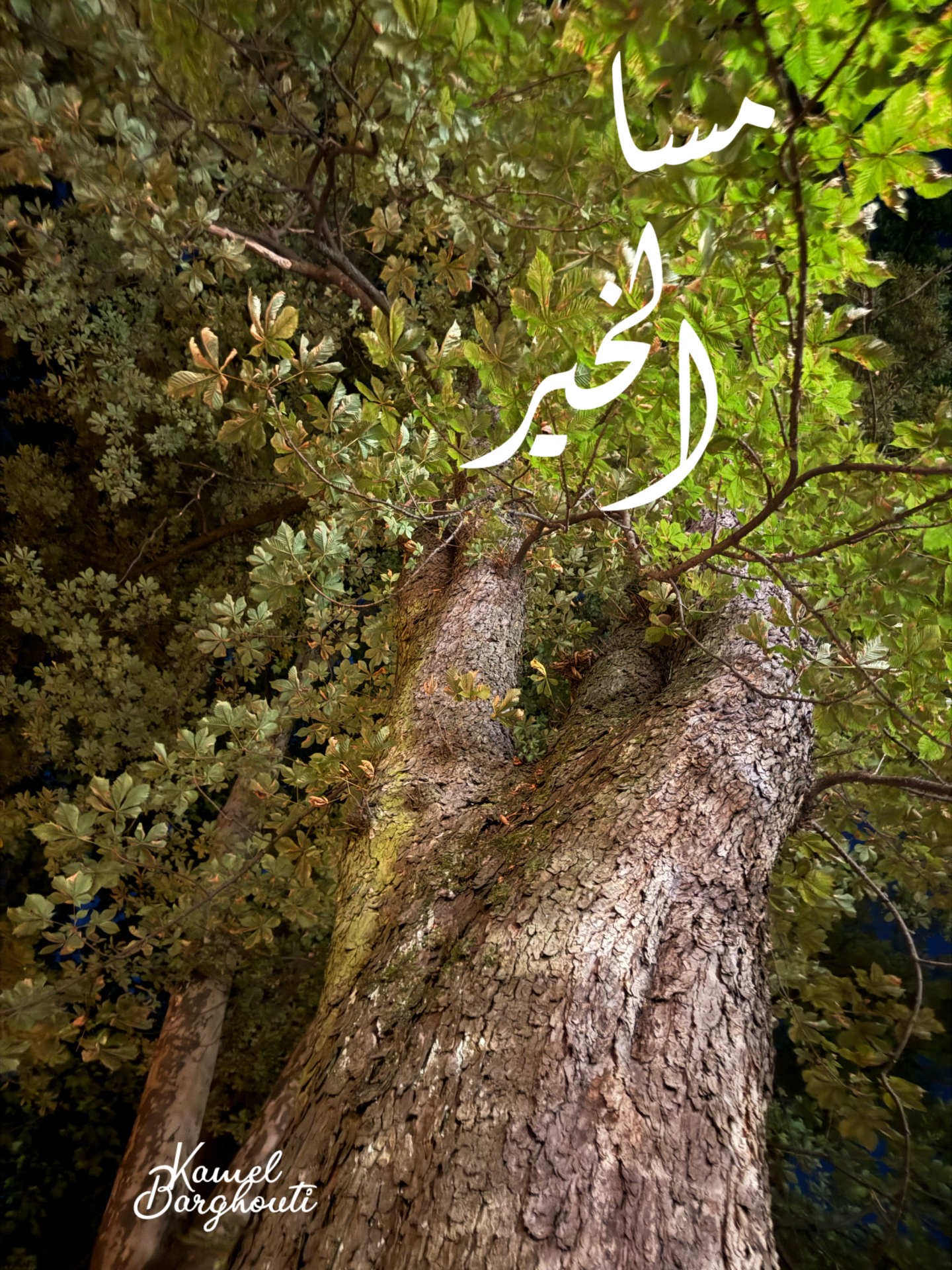مساء الخير – اقتباس 2